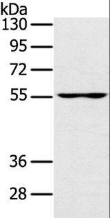 UBP1 Antibody - Western blot analysis of PC3 cell, using UBP1 Polyclonal Antibody at dilution of 1:200.