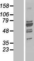 UBP1 Protein - Western validation with an anti-DDK antibody * L: Control HEK293 lysate R: Over-expression lysate