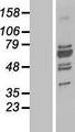 UBP1 Protein - Western validation with an anti-DDK antibody * L: Control HEK293 lysate R: Over-expression lysate