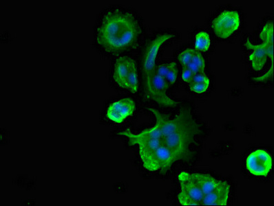 UBP43 / USP18 Antibody - Immunofluorescent analysis of MCF-7 cells diluted at 1:100 and Alexa Fluor 488-congugated AffiniPure Goat Anti-Rabbit IgG(H+L)