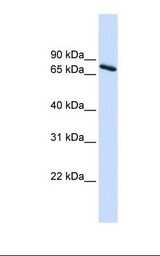 UBQLN1 / Ubiquilin Antibody - 293T cell lysate. Antibody concentration: 1.0 ug/ml. Gel concentration: 12%.  This image was taken for the unconjugated form of this product. Other forms have not been tested.