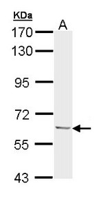 UBQLN1 / Ubiquilin Antibody - Sample (30 ug of whole cell lysate). A:293T. 7.5% SDS PAGE. Ubiquilin antibody diluted at 1:1000.