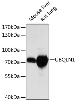UBQLN1 / Ubiquilin Antibody - Western blot analysis of extracts of various cell lines, using UBQLN1 antibody at 1:1000 dilution. The secondary antibody used was an HRP Goat Anti-Rabbit IgG (H+L) at 1:10000 dilution. Lysates were loaded 25ug per lane and 3% nonfat dry milk in TBST was used for blocking. An ECL Kit was used for detection and the exposure time was 10s.