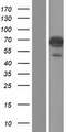 UBQLN1 / Ubiquilin Protein - Western validation with an anti-DDK antibody * L: Control HEK293 lysate R: Over-expression lysate