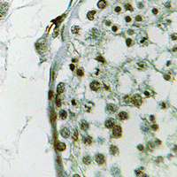 UBQLN3 Antibody - Immunohistochemical analysis of Ubiquilin 3 staining in human testis formalin fixed paraffin embedded tissue section. The section was pre-treated using heat mediated antigen retrieval with sodium citrate buffer (pH 6.0). The section was then incubated with the antibody at room temperature and detected using an HRP-conjugated compact polymer system. DAB was used as the chromogen. The section was then counterstained with hematoxylin and mounted with DPX.