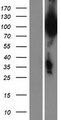 UBQLN3 Protein - Western validation with an anti-DDK antibody * L: Control HEK293 lysate R: Over-expression lysate
