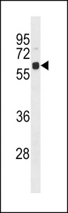 UBQLN4 Antibody - Ubiquilin 4 Antibody western blot of 293 cell line lysates (35 ug/lane). The Ubiquilin 4 antibody detected the Ubiquilin 4 protein (arrow).