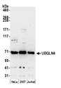 UBQLN4 Antibody - Detection of human UBQLN4 by western blot. Samples: Whole cell lysate (50 µg) from HeLa, HEK293T, and Jurkat cells prepared using NETN lysis buffer. Antibody: Affinity purified rabbit anti-UBQLN4 antibody used for WB at 0.1 µg/ml. Detection: Chemiluminescence with an exposure time of 3 minutes.