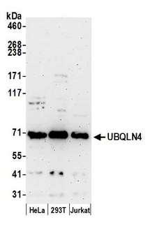 UBQLN4 Antibody - Detection of human UBQLN4 by western blot. Samples: Whole cell lysate (50 µg) from HeLa, HEK293T, and Jurkat cells prepared using NETN lysis buffer. Antibody: Affinity purified rabbit anti-UBQLN4 antibody used for WB at 0.1 µg/ml. Detection: Chemiluminescence with an exposure time of 3 minutes.