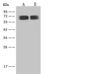 UBQLN4 Antibody - Anti-UBQLN4 rabbit polyclonal antibody at 1:500 dilution. Lane A: HeLa Whole Cell Lysate. Lane B: HepG2 Whole Cell Lysate. Lysates/proteins at 30 ug per lane. Secondary: Goat Anti-Rabbit IgG (H+L)/HRP at 1/10000 dilution. Developed using the ECL technique. Performed under reducing conditions. Predicted band size: 64 kDa. Observed band size: 64 kDa.