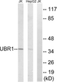UBR1 Antibody - Western blot analysis of lysates from HepG2 and Jurkat cells, using UBR1 Antibody. The lane on the right is blocked with the synthesized peptide.