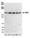 UBR2 Antibody - Detection of human and mouse UBR2 by western blot. Samples: Whole cell lysate (50 µg) from HeLa, HEK293T, Jurkat, mouse TCMK-1, and mouse NIH 3T3 cells prepared using NETN lysis buffer. Antibody: Affinity purified rabbit anti-UBR2 antibody used for WB at 0.1 µg/ml. Detection: Chemiluminescence with an exposure time of 75 seconds.
