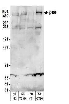 UBR4 Antibody - Detection of Mouse p600 by Western Blot. Samples: Whole cell lysate (50 ug) from NIH3T3, TCMK-1, 4T1, and CT26.WT cells. Antibodies: Affinity purified rabbit anti-p600 antibody used for WB at 1 ug/ml. Detection: Chemiluminescence with an exposure time of 30 seconds.