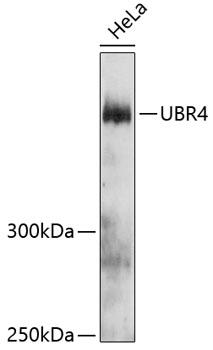 UBR4 Antibody - Western blot analysis of extracts of HeLa cells using UBR4 Polyclonal Antibody at dilution of 1:3000.