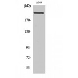 UBR5 Antibody - Western blot of UBR5 antibody