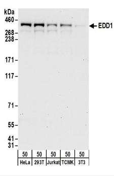 UBR5 Antibody - Detection of Human and Mouse EDD1 by Western Blot. Samples: Whole cell lysate (50 ug) from HeLa, 293T, Jurkat, mouse TCMK-1, and mouse NIH3T3 cells. Antibodies: Affinity purified rabbit anti-EDD1 antibody used for WB at 0.1 ug/ml. Detection: Chemiluminescence with an exposure time of 30 seconds.