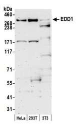 UBR5 Antibody - Detection of human and mouse EDD1 by western blot. Samples: Whole cell lysate (50 µg) from HeLa, HEK293T, and mouse NIH 3T3 cells prepared using NETN lysis buffer. Antibody: Affinity purified rabbit anti-EDD1 antibody used for WB at 0.1 µg/ml. Detection: Chemiluminescence with an exposure time of 3 minutes.