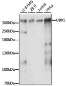 UBR5 Antibody - Western blot analysis of extracts of various cell lines, using UBR5 antibody at 1:3000 dilution. The secondary antibody used was an HRP Goat Anti-Rabbit IgG (H+L) at 1:10000 dilution. Lysates were loaded 25ug per lane and 3% nonfat dry milk in TBST was used for blocking. An ECL Kit was used for detection and the exposure time was 60s.