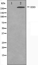 UBR5 Antibody - Western blot analysis on A549 cell lysates using EDD antibody. The lane on the left is treated with the antigen-specific peptide.