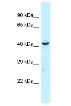 UBR7 / C14orf130 Antibody - UBR7 / C14orf130 antibody Western Blot of Rat Liver. Antibody dilution: 1 ug/ml.  This image was taken for the unconjugated form of this product. Other forms have not been tested.