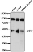 UBR7 / C14orf130 Antibody - Western blot analysis of extracts of various cell lines, using UBR7 antibody at 1:1000 dilution. The secondary antibody used was an HRP Goat Anti-Rabbit IgG (H+L) at 1:10000 dilution. Lysates were loaded 25ug per lane and 3% nonfat dry milk in TBST was used for blocking. An ECL Kit was used for detection and the exposure time was 5s.