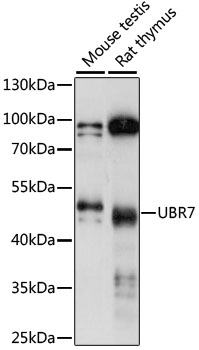 UBR7 / C14orf130 Antibody - Western blot analysis of extracts of various cell lines, using UBR7 antibody at 1:1000 dilution. The secondary antibody used was an HRP Goat Anti-Rabbit IgG (H+L) at 1:10000 dilution. Lysates were loaded 25ug per lane and 3% nonfat dry milk in TBST was used for blocking. An ECL Kit was used for detection and the exposure time was 30s.