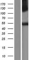 UBR7 / C14orf130 Protein - Western validation with an anti-DDK antibody * L: Control HEK293 lysate R: Over-expression lysate