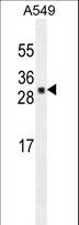UBTD1 Antibody - UBTD1 Antibody western blot of A549 cell line lysates (35 ug/lane). The UBTD1 antibody detected the UBTD1 protein (arrow).