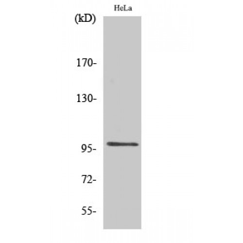 UBTF / UBF Antibody - Western blot of UBF-1 antibody