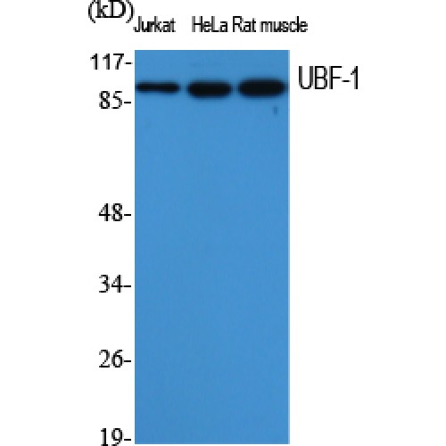 UBTF / UBF Antibody - Western blot of UBF-1 antibody