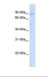 UBTF / UBF Antibody - Hela cell lysate. Antibody concentration: 1.0 ug/ml. Gel concentration: 12%.  This image was taken for the unconjugated form of this product. Other forms have not been tested.