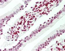 UBTF / UBF Antibody - Human Small Intestine: Formalin-Fixed, Paraffin-Embedded (FFPE).  This image was taken for the unconjugated form of this product. Other forms have not been tested.