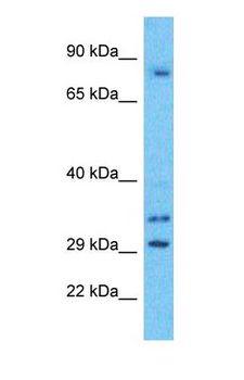 UBTF / UBF Antibody - Western blot of UBF1 Antibody with human HeLa Whole Cell lysate.  This image was taken for the unconjugated form of this product. Other forms have not been tested.