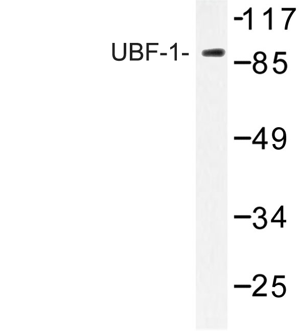 UBTF / UBF Antibody - Western blot of UBF-1 (E536) pAb in extracts from HeLa cells.