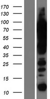 UBTF / UBF Protein - Western validation with an anti-DDK antibody * L: Control HEK293 lysate R: Over-expression lysate