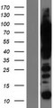 UBTF / UBF Protein - Western validation with an anti-DDK antibody * L: Control HEK293 lysate R: Over-expression lysate