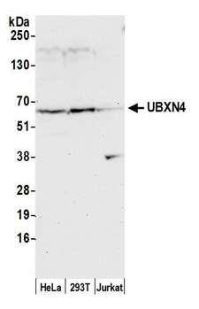 UBXD2 / UBXN4 Antibody - Detection of human UBXN4 by western blot. Samples: Whole cell lysate (50 µg) from HeLa, HEK293T, and Jurkat cells prepared using NETN lysis buffer. Antibody: Affinity purified rabbit anti-UBXN4 antibody used for WB at 1:1000. Detection: Chemiluminescence with an exposure time of 30 seconds.