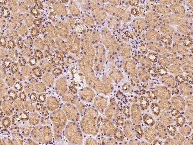 UBXD2 / UBXN4 Antibody - Immunochemical staining of human UBXN4 in human kidney with rabbit polyclonal antibody at 1:100 dilution, formalin-fixed paraffin embedded sections.