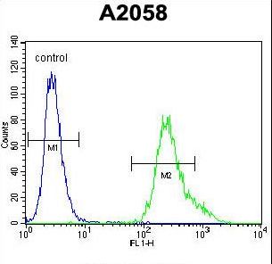UBXD4 / UBXN2A Antibody - UBXN2A Antibody flow cytometry of A2058 cells (right histogram) compared to a negative control cell (left histogram). FITC-conjugated goat-anti-rabbit secondary antibodies were used for the analysis.