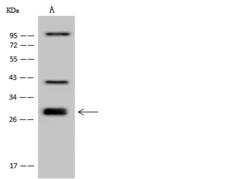 UBXD4 / UBXN2A Antibody - Anti-UBXN2A rabbit polyclonal antibody at 1:500 dilution. Lane A: U-251 MG Whole Cell Lysate. Lysates/proteins at 30 ug per lane. Secondary: Goat Anti-Rabbit IgG (H+L)/HRP at 1/10000 dilution. Developed using the ECL technique. Performed under reducing conditions. Predicted band size: 29 kDa. Observed band size: 29 kDa. (We are unsure as to the identity of these extra bands.)