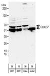UBXD7 Antibody - Detection of Human UBXD7 by Western Blot. Samples: Whole cell lysate from 293T (15 and 50 ug), HeLa (H; 50 ug), and Jurkat (J; 50 ug) cells. Antibodies: Affinity purified rabbit anti-UBXD7 antibody used for WB at 0.1 ug/ml. Detection: Chemiluminescence with an exposure time of 3 minutes.
