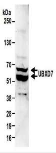 UBXD7 Antibody - Detection of Mouse UBXD7 by Western Blot. Samples: Whole cell lysate (50 ug) from mouse NIH3T3 cells. Antibodies: Affinity purified rabbit anti-UBXD7 antibody used for WB at 0.1 ug/ml. Detection: Chemiluminescence with an exposure time of 30 seconds.