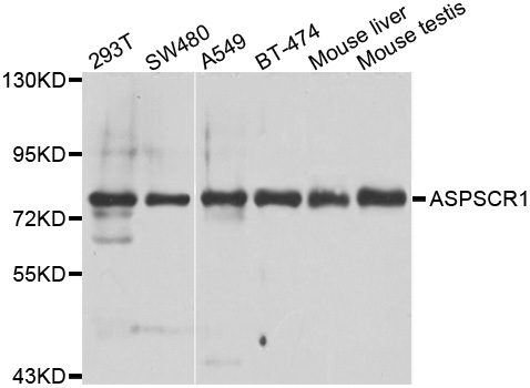 UBXD9 / ASPL Antibody - Western blot analysis of extracts of various cell lines.