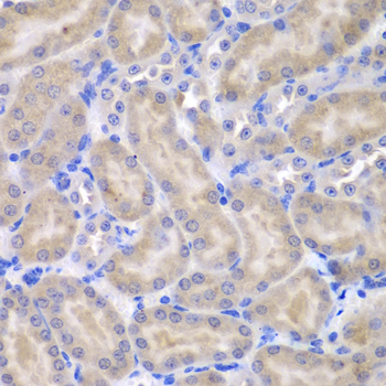 UBXD9 / ASPL Antibody - Immunohistochemistry of paraffin-embedded mouse kidney tissue.