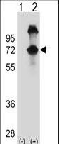UBXD9 / ASPL Antibody - Western blot of ASPSCR1 (arrow) using rabbit polyclonal ASPSCR1 Antibody. 293 cell lysates (2 ug/lane) either nontransfected (Lane 1) or transiently transfected (Lane 2) with the ASPSCR1 gene.