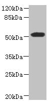 UBXD9 / ASPL Antibody - Western blot All Lanes: ASPSCR1 antibody at 8.71ug/ml+ 293T whole cell lysate Goat polyclonal to rabbit at 1/10000 dilution Predicted band size: 61,70,55,38 kDa Observed band size: 60 kDa