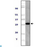 UBXD9 / ASPL Antibody - Western Blot (WB) analysis using TUG Monoclonal Antibody against NIH/3T3 cell lysate.