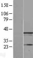 UBXN1 Protein - Western validation with an anti-DDK antibody * L: Control HEK293 lysate R: Over-expression lysate