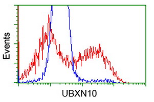 UBXN10 Antibody - HEK293T cells transfected with either overexpress plasmid (Red) or empty vector control plasmid (Blue) were immunostained by anti-UBXN10 antibody, and then analyzed by flow cytometry.