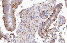 UBXN11 / SOC Antibody - 1:100 staining human Fallopian tube tissue by IHC-P. The tissue was formaldehyde fixed and a heat mediated antigen retrieval step in citrate buffer was performed. The tissue was then blocked and incubated with the antibody for 1.5 hours at 22°C. An HRP conjugated goat anti-rabbit antibody was used as the secondary.